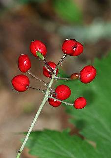 Red Baneberry - Actaea rubra Bushy plant with clusters of red berries. 

Habitat: Growing on the edge of a swamp Actaea,Actaea rubra,Geotagged,Red Baneberry,Summer,United States,baneberry,red,red berries