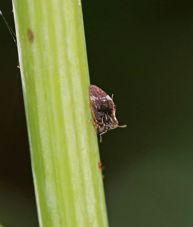 Treehopper (Publilia concava) Being Tended By an Ant Treehoppers are often tended by ants as part of a mutualistic relationship. Treehoppers secrete honeydew, which is made mostly from excess plant sap that they consume. Ants &quot;farm&quot; the treehoppers for their honeydew. To do this, an ant grasps a treehopper and strokes it with its antennae. This causes a droplet of honeydew to appear at the tip of the treehopper&rsquo;s abdomen, which the ant then consumes. Both insects benefit from this mutualistic relationship: The ants get honeydew, and in return, they protect the treehoppers from predators.<br />
<br />
Habitat: Edge of a bog Geotagged,Publilia concava,Summer,United States,ant,mutualism,treehopper