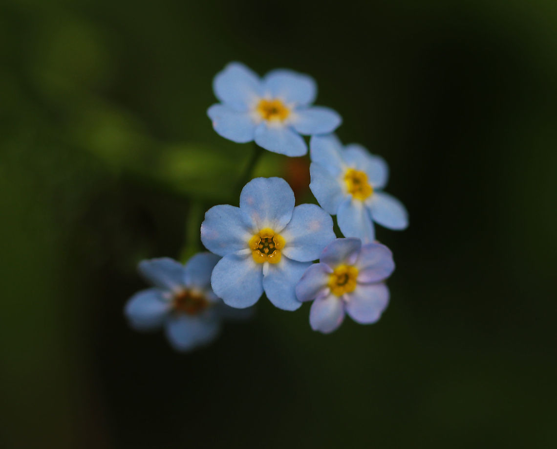 Water Forget-me-not - Myosotis scorpioides I love finding these flowers.  This photo looks a bit odd though - there are pink spots on the blue petals, which I don&#039;t remember being there when I took the photo. The color seems to be enhanced by my camera.<br />
<br />
Habitat: Growing along a stream in a swamp Geotagged,Myosotis,Myosotis scorpioides,Summer,United States,Water Forget-Me-Not,forget-me-not,true forget-me-not