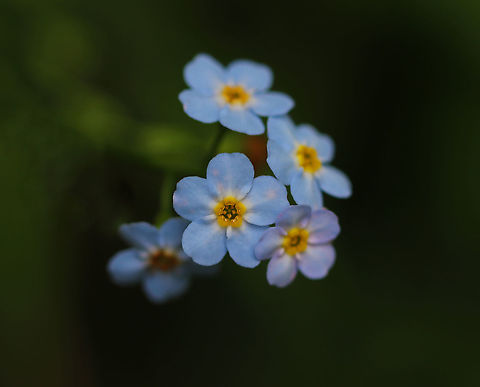 Water Forget-me-not - Myosotis scorpioides I love finding these flowers.  This photo looks a bit odd though - there are pink spots on the blue petals, which I don't remember being there when I took the photo. The color seems to be enhanced by my camera.

Habitat: Growing along a stream in a swamp Geotagged,Myosotis,Myosotis scorpioides,Summer,United States,Water Forget-Me-Not,forget-me-not,true forget-me-not