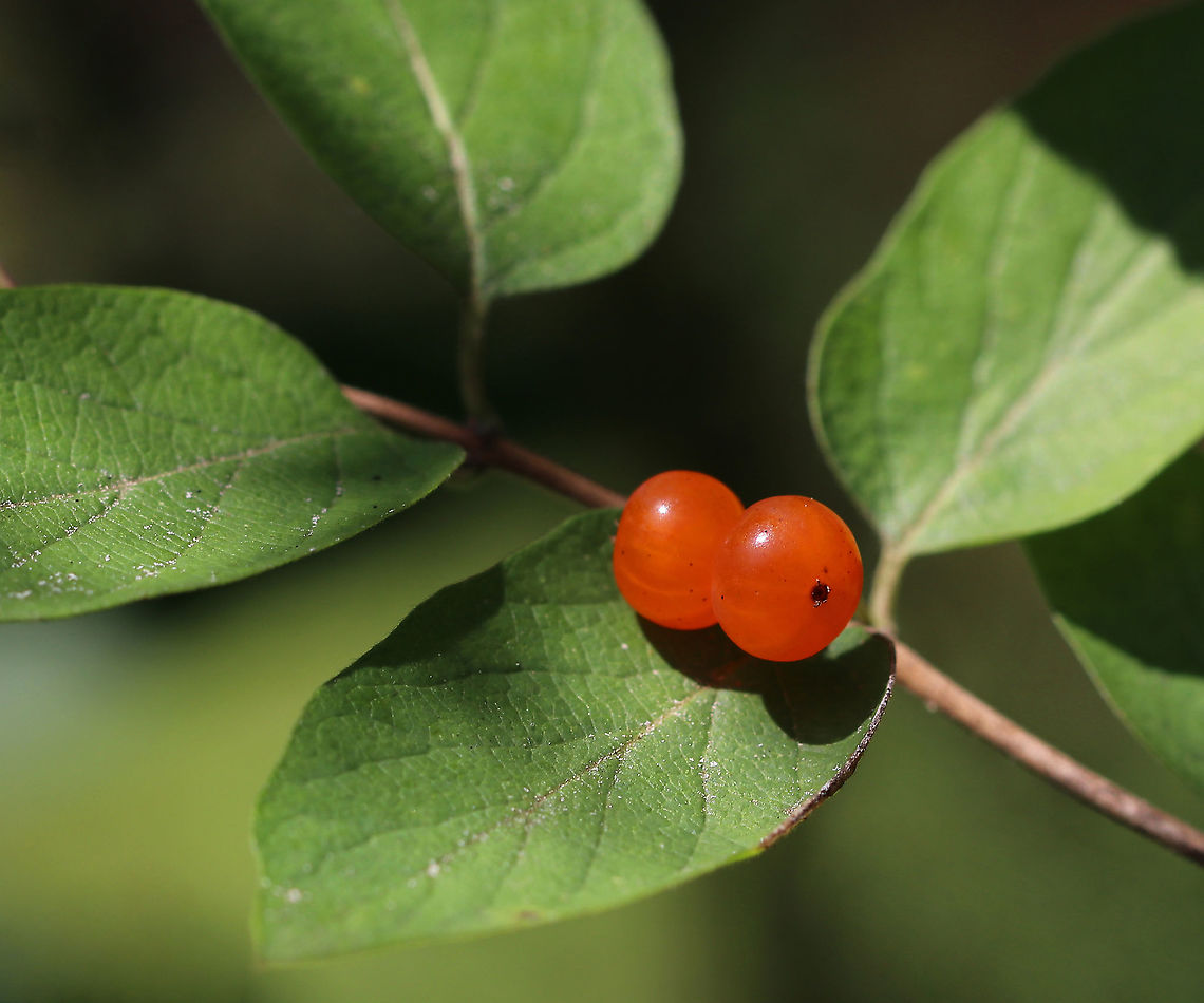 Honeysuckle - Lonicera sp. Orange berries growing on a shrub that was approximately 2-3 meters in size.  Maybe L. tatarica?<br />
<br />
Habitat: Mixed, swampy forest Geotagged,Lonicera,Summer,United States,berries,fruit,honeysuckle,orange,orange berries,orange fruit