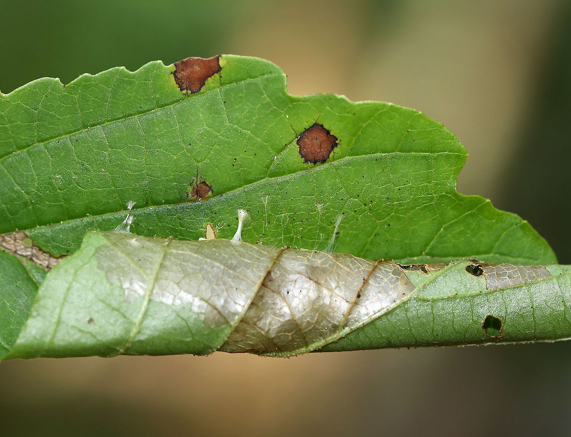 Leaf Roller - Family Tortricidae The leaf was rolled and adhered with silk. The inside was skeletonized and full of frass.<br />
<br />
Habitat: Witch Hazel leaf in a mixed forest Geotagged,Summer,United States,leaf roller,leafroller,tortricidae