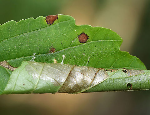 Leaf Roller - Family Tortricidae The leaf was rolled and adhered with silk. The inside was skeletonized and full of frass.

Habitat: Witch Hazel leaf in a mixed forest Geotagged,Summer,United States,leaf roller,leafroller,tortricidae