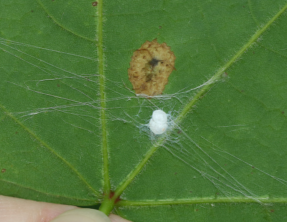 Mesh Web Weaver Egg Sacs - Family Dictynidae Mesh web weavers make white egg sacs on or near their web. One female will produce a few sacs and place them in an overlapping fashion.<br />
<br />
Habitat: Underside of a leaf in a mixed forest Dictynidae,Geotagged,Mesh Web Weaver Egg Sac,Summer,United States,egg sac,mesh web,meshweb,spider egg sac,spider eggs