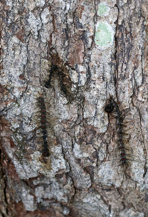 Lymantria Dispar Multicapsid Nuclear Polyhedrosis Virus (LdMNPV) This virus is a naturally occurring virus specific to gypsy moth caterpillars (Lymantria dispar). It spreads like the common cold and is effective at reducing high-density gypsy moth populations. The virus is always present in<br />
gypsy moth populations and can be transmitted from a female moth to her offspring. It spreads naturally<br />
through the gypsy moth population, especially when caterpillars are abundant. During a gypsy moth outbreak, caterpillars become more susceptible to this virus because they are stressed from competing with<br />
one another for food and space. NPV is especially important during gypsy moth outbreaks in North America.<br />
<br />
Caterpillars killed by the NPV disease hang in an upside down V shape. Their bodies liquefy and rapidly disintegrate.<br />
<br />
Taxonomy:<br />
Superkingdom Viruses<br />
No classification - dsDNA viruses, no RNA stage<br />
Family - Baculoviridae<br />
Genus - Alphabaculovirus<br />
Species - Lymantria dispar multicapsid nuclear polyhedrosis virus<br />
<br />
Habitat: Mixed forest Geotagged,Lymantria dispar multicapsid nuclear polyhedrosis virus,Summer,United States