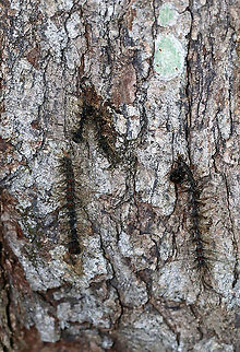 Lymantria Dispar Multicapsid Nuclear Polyhedrosis Virus (LdMNPV) This virus is a naturally occurring virus specific to gypsy moth caterpillars (Lymantria dispar). It spreads like the common cold and is effective at reducing high-density gypsy moth populations. The virus is always present in
gypsy moth populations and can be transmitted from a female moth to her offspring. It spreads naturally
through the gypsy moth population, especially when caterpillars are abundant. During a gypsy moth outbreak, caterpillars become more susceptible to this virus because they are stressed from competing with
one another for food and space. NPV is especially important during gypsy moth outbreaks in North America.

Caterpillars killed by the NPV disease hang in an upside down V shape. Their bodies liquefy and rapidly disintegrate.

Taxonomy:
Superkingdom Viruses
No classification - dsDNA viruses, no RNA stage
Family - Baculoviridae
Genus - Alphabaculovirus
Species - Lymantria dispar multicapsid nuclear polyhedrosis virus

Habitat: Mixed forest Geotagged,Lymantria dispar multicapsid nuclear polyhedrosis virus,Summer,United States