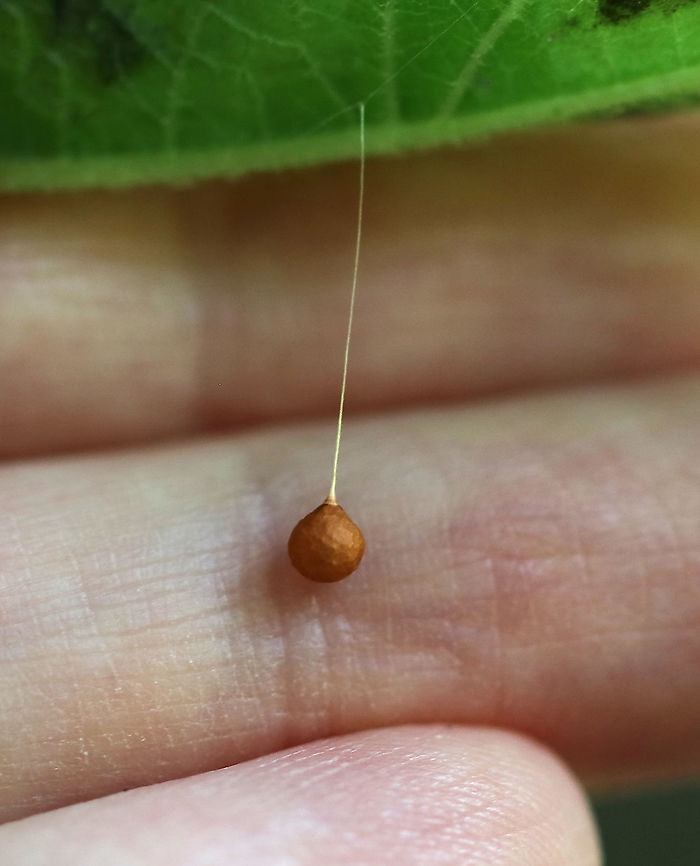 Ray Spider Egg Sac - Theridiosoma gemmosum <br />
Golden brown sac that was suspended by a thread that was forked at the top. The top of the sac has a cap, which is partly pushed off when the spiderlings emerge. Egg sac was about 3 mm long.<br />
<br />
Habitat: Bog Geotagged,Summer,Theridiosoma gemmosum,United States,egg sac