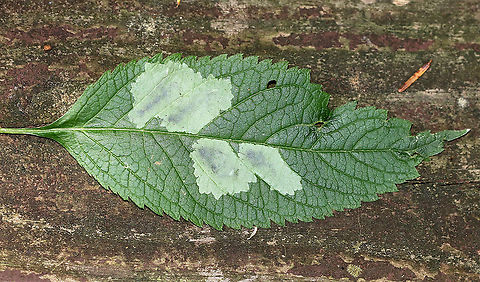Blotch Leaf Mines These mines had tiny whitish larvae and lots of frass.

Habitat: Mixed, wet forest
https://www.jungledragon.com/image/86029/blotch_leaf_mines.html
https://www.jungledragon.com/image/86028/blotch_leaf_mines.html
https://www.jungledragon.com/image/86026/blotch_leaf_mines.html Geotagged,Summer,United States,blotch leaf mine,blotch mine,leaf miner,leafminer