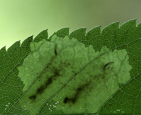 Blotch Leaf Mines These mines had tiny whitish larvae and lots of frass.

Habitat: Mixed, wet forest
https://www.jungledragon.com/image/86028/blotch_leaf_mines.html
https://www.jungledragon.com/image/86025/blotch_leaf_mines.html
https://www.jungledragon.com/image/86029/blotch_leaf_mines.html Geotagged,Summer,United States