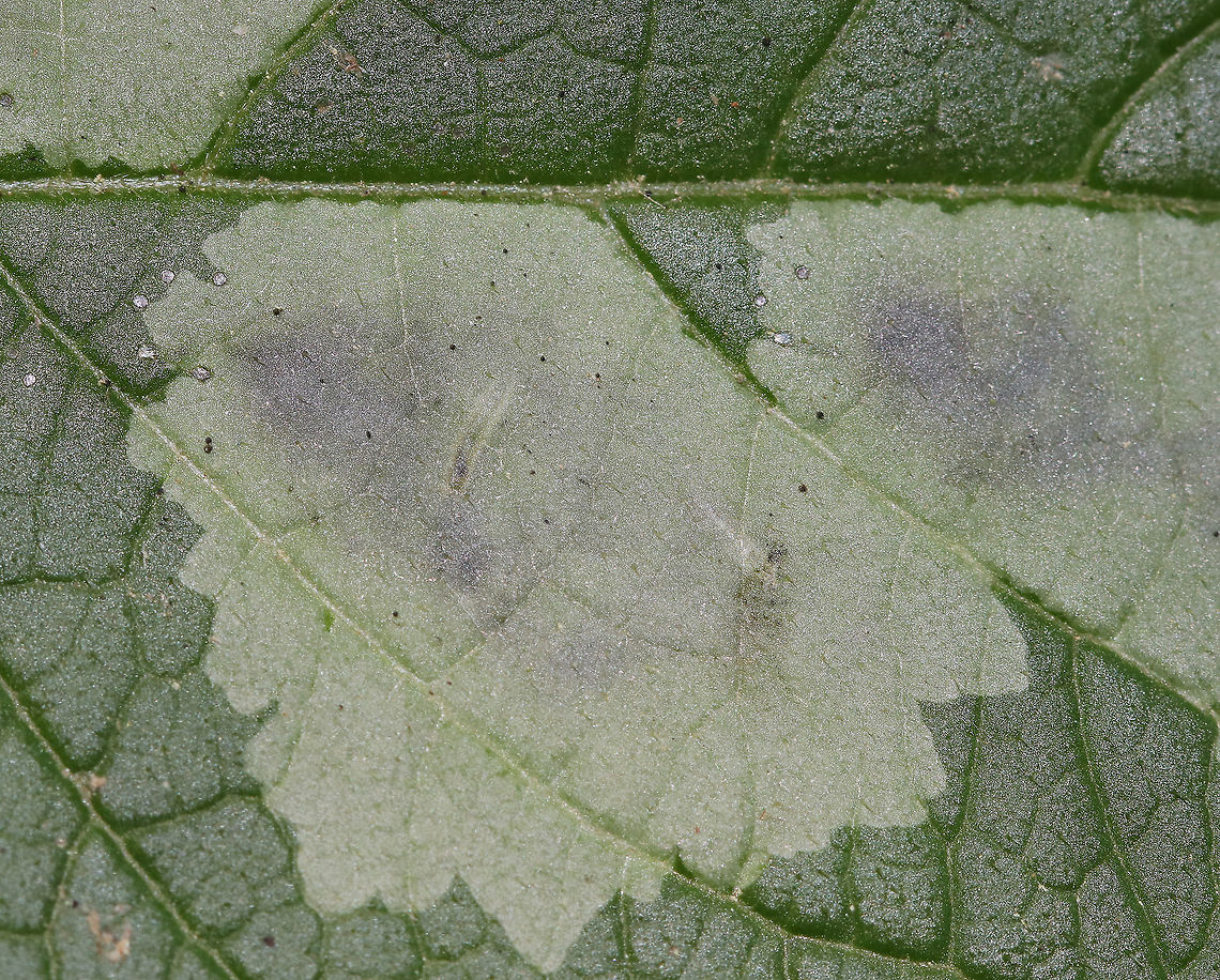 Blotch Leaf Mines These mines had tiny whitish larvae and lots of frass.<br />
<br />
Habitat: Mixed, wet forest<br />
<figure class="photo"><a href="https://www.jungledragon.com/image/86025/blotch_leaf_mines.html" title="Blotch Leaf Mines"><img src="https://s3.amazonaws.com/media.jungledragon.com/images/3232/86025_thumb.jpg?AWSAccessKeyId=05GMT0V3GWVNE7GGM1R2&Expires=1761782410&Signature=b%2F4FDFAlRnSzHG%2FrmHaWm6Q8vEk%3D" width="200" height="118" alt="Blotch Leaf Mines These mines had tiny whitish larvae and lots of frass.<br />
<br />
Habitat: Mixed, wet forest<br />
https://www.jungledragon.com/image/86029/blotch_leaf_mines.html<br />
https://www.jungledragon.com/image/86028/blotch_leaf_mines.html<br />
https://www.jungledragon.com/image/86026/blotch_leaf_mines.html Geotagged,Summer,United States,blotch leaf mine,blotch mine,leaf miner,leafminer" /></a></figure><br />
<figure class="photo"><a href="https://www.jungledragon.com/image/86029/blotch_leaf_mines.html" title="Blotch Leaf Mines"><img src="https://s3.amazonaws.com/media.jungledragon.com/images/3232/86029_thumb.jpg?AWSAccessKeyId=05GMT0V3GWVNE7GGM1R2&Expires=1761782410&Signature=1DMLP4m1fC5%2FJeiwTNSKRnT8%2FSk%3D" width="110" height="152" alt="Blotch Leaf Mines These mines had tiny whitish larvae and lots of frass.<br />
<br />
Habitat: Mixed, wet forest<br />
https://www.jungledragon.com/image/86025/blotch_leaf_mines.html<br />
https://www.jungledragon.com/image/86028/blotch_leaf_mines.html<br />
https://www.jungledragon.com/image/86026/blotch_leaf_mines.html Geotagged,Summer,United States" /></a></figure><br />
<figure class="photo"><a href="https://www.jungledragon.com/image/86026/blotch_leaf_mines.html" title="Blotch Leaf Mines"><img src="https://s3.amazonaws.com/media.jungledragon.com/images/3232/86026_thumb.jpg?AWSAccessKeyId=05GMT0V3GWVNE7GGM1R2&Expires=1761782410&Signature=zrNbdOEzCzhI97Y1XyMbhOWygNA%3D" width="200" height="164" alt="Blotch Leaf Mines These mines had tiny whitish larvae and lots of frass.<br />
<br />
Habitat: Mixed, wet forest<br />
https://www.jungledragon.com/image/86028/blotch_leaf_mines.html<br />
https://www.jungledragon.com/image/86025/blotch_leaf_mines.html<br />
https://www.jungledragon.com/image/86029/blotch_leaf_mines.html Geotagged,Summer,United States" /></a></figure> Geotagged,Summer,United States
