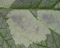 Blotch Leaf Mines These mines had tiny whitish larvae and lots of frass.<br />
<br />
Habitat: Mixed, wet forest<br />
https://www.jungledragon.com/image/86025/blotch_leaf_mines.html<br />
https://www.jungledragon.com/image/86029/blotch_leaf_mines.html<br />
https://www.jungledragon.com/image/86026/blotch_leaf_mines.html Geotagged,Summer,United States