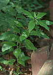 Blotch Leaf Mines These mines had tiny whitish larvae and lots of frass.<br />
<br />
Habitat: Mixed, wet forest<br />
https://www.jungledragon.com/image/86025/blotch_leaf_mines.html<br />
https://www.jungledragon.com/image/86028/blotch_leaf_mines.html<br />
https://www.jungledragon.com/image/86026/blotch_leaf_mines.html Geotagged,Summer,United States