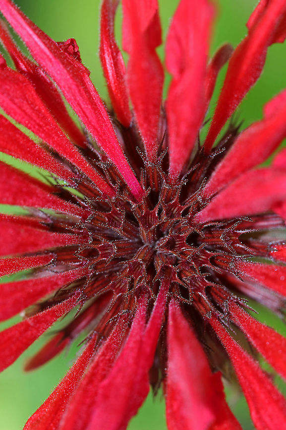 Scarlet Beebalm - Monarda didyma A dense, terminal cluster of tubular flowers atop a square stem. Leaves are long and toothed.<br />
<br />
This plant is also called Oswego Tea, referring to the use of the leaves for tea by the early colonists in America. They used this plant when regular tea was scarce.<br />
<br />
Habitat: Rural garden Geotagged,Monarda didyma,Scarlet beebalm,Summer,United States,beebalm,monarda,oswego tea