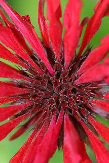 Scarlet Beebalm - Monarda didyma A dense, terminal cluster of tubular flowers atop a square stem. Leaves are long and toothed.

This plant is also called Oswego Tea, referring to the use of the leaves for tea by the early colonists in America. They used this plant when regular tea was scarce.

Habitat: Rural garden Geotagged,Monarda didyma,Scarlet beebalm,Summer,United States,beebalm,monarda,oswego tea