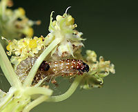Purple Carrot-seed Moth Caterpillar - Depressaria depressana Greenish brown caterpillar with white dots on its segments. The larvae feed on plants in the parsley family, mainly on the flowers and unripe seeds.<br />
<br />
Habitat: Rural garden<br />
https://www.jungledragon.com/image/86048/purple_carrot-seed_moth_caterpillar_-_depressaria_depressana.html Depressaria depressana,Geotagged,Purple carrot-seed moth,Summer,United States,caterpillar