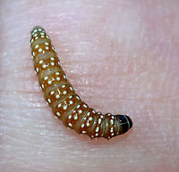 Purple Carrot-seed Moth Caterpillar - Depressaria depressana Greenish brown caterpillar with white dots on its segments. The larvae feed on plants in the parsley family, mainly on the flowers and unripe seeds.<br />
<br />
Habitat: Rural garden<br />
https://www.jungledragon.com/image/86047/purple_carrot-seed_moth_caterpillar_-_depressaria_depressana.html Depressaria depressana,Geotagged,Purple carrot-seed moth,Summer,United States,caterpillar