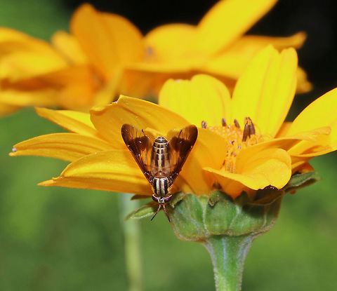Deer Fly (Female) - Chrysops vittatus Deer flies are incredibly annoying pests with a painful bite. Females have serrated, knife-like mouthparts that they use to slice and stab their victims, repeatedly. Then, they feed on the blood pool that is created using a sponge-like portion of their mouthparts.  The males lack these specialized mouthparts and only feed on plant nectar.

Habitat: Rural garden
 Chrysops vittatus,Geotagged,Summer,United States,chrysops,deer fly,fly