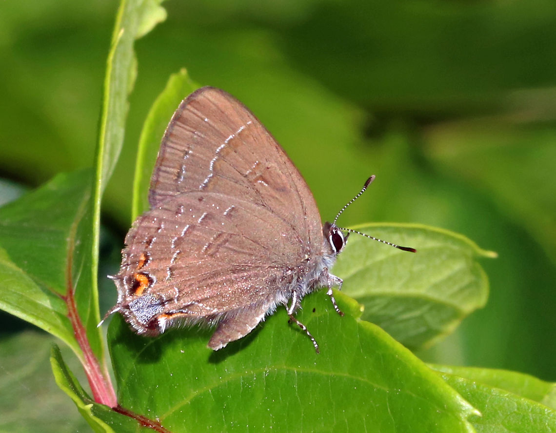 Banded Hairstreak - Satyrium calanus Habitat: Rural garden Banded hairstreak,Geotagged,Satyrium calanus,Summer,United States,butterfly,hairstreak