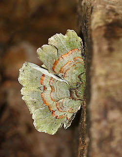 Turkey Tail - Trametes versicolor Habitat: Rotting log in a deciduous forest Geotagged,Summer,Trametes versicolor,United States,fungus,trametes,turkey tail