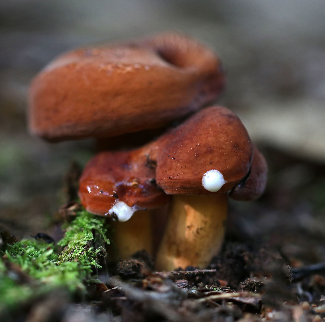 Weeping Milk Cap - Lactifluus volemus Attractive, brownish orange mushrooms. The velvety caps had inrolled margins and were mostly flat with central depressions. the gills were attached to the stem and were creamy white, but discolored brown when injured. The stipe was colored similar to the cap, but more pale. <br />
<br />
They leak copious amounts of white milk, which stains everything it touches brown. This species also has a fishy odor, which intensifies after the mushrooms have been picked.<br />
<br />
Habitat: Mixed forest<br />
<figure class="photo"><a href="https://www.jungledragon.com/image/86056/weeping_milk_cap_-_lactifluus_volemus.html" title="Weeping Milk Cap - Lactifluus volemus"><img src="https://s3.amazonaws.com/media.jungledragon.com/images/3232/86056_thumb.jpg?AWSAccessKeyId=05GMT0V3GWVNE7GGM1R2&Expires=1767225610&Signature=01j6GRbXqQqtke7%2FFI3HpPiykho%3D" width="200" height="158" alt="Weeping Milk Cap - Lactifluus volemus Attractive, brownish orange mushrooms. The velvety caps had inrolled margins and were mostly flat with central depressions. the gills were attached to the stem and were creamy white, but discolored brown when injured. The stipe was colored similar to the cap, but more pale.<br />
<br />
They leak copious amounts of white milk, which stains everything it touches brown. This species also has a fishy odor, which intensifies after the mushrooms have been picked.<br />
<br />
Habitat: Mixed forest<br />
https://www.jungledragon.com/image/86055/weeping_milk_cap_-_lactifluus_volemus.html Geotagged,Lactifluus volemus,Summer,United States,Weeping milk cap" /></a></figure> Geotagged,Lactifluus volemus,Summer,United States,Weeping milk cap,lactifluus,milk cap,mushroom