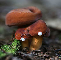 Weeping Milk Cap - Lactifluus volemus Attractive, brownish orange mushrooms. The velvety caps had inrolled margins and were mostly flat with central depressions. the gills were attached to the stem and were creamy white, but discolored brown when injured. The stipe was colored similar to the cap, but more pale. <br />
<br />
They leak copious amounts of white milk, which stains everything it touches brown. This species also has a fishy odor, which intensifies after the mushrooms have been picked.<br />
<br />
Habitat: Mixed forest<br />
https://www.jungledragon.com/image/86056/weeping_milk_cap_-_lactifluus_volemus.html Geotagged,Lactifluus volemus,Summer,United States,Weeping milk cap,lactifluus,milk cap,mushroom