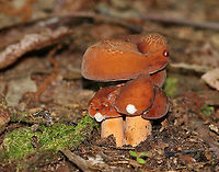 Weeping Milk Cap - Lactifluus volemus Attractive, brownish orange mushrooms. The velvety caps had inrolled margins and were mostly flat with central depressions. the gills were attached to the stem and were creamy white, but discolored brown when injured. The stipe was colored similar to the cap, but more pale.<br />
<br />
They leak copious amounts of white milk, which stains everything it touches brown. This species also has a fishy odor, which intensifies after the mushrooms have been picked.<br />
<br />
Habitat: Mixed forest<br />
https://www.jungledragon.com/image/86055/weeping_milk_cap_-_lactifluus_volemus.html Geotagged,Lactifluus volemus,Summer,United States,Weeping milk cap