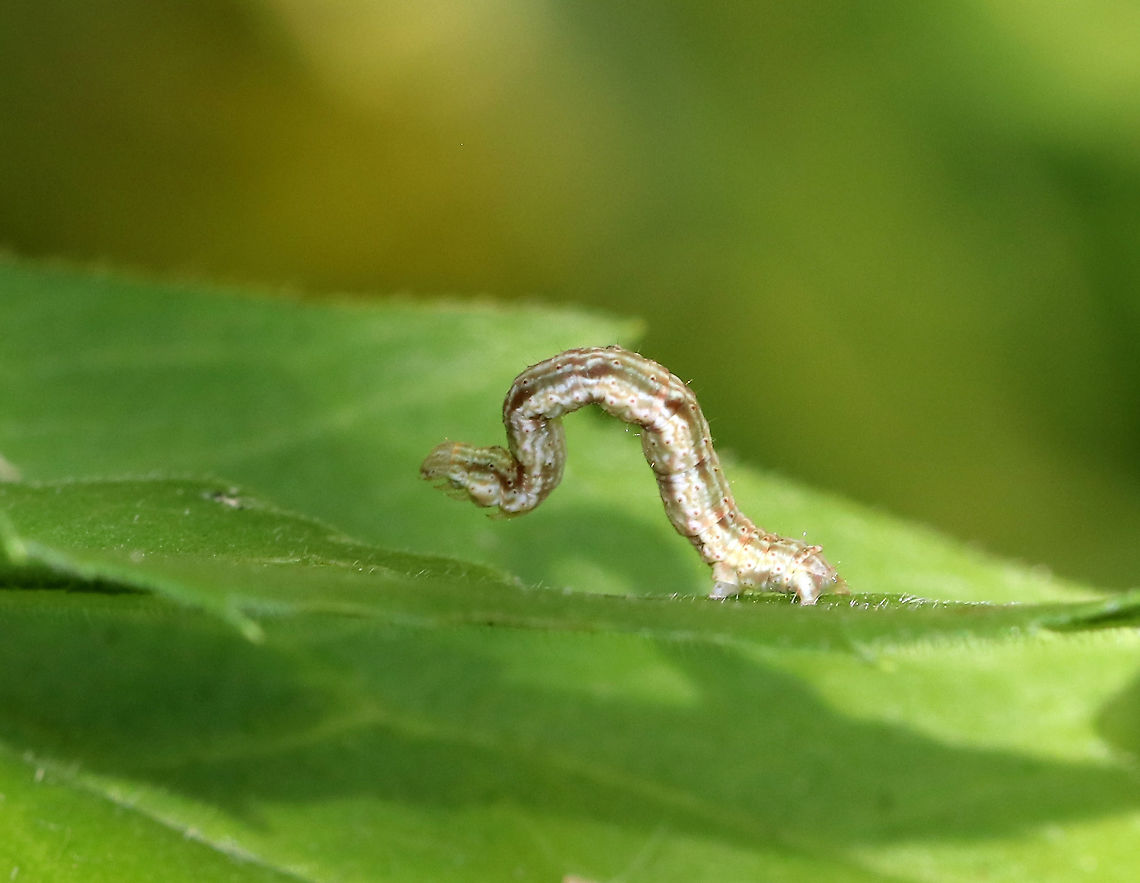 Common Tan Wave Caterpillar - Pleuroprucha insulsaria Habitat: Rural garden<br />
<figure class="photo"><a href="https://www.jungledragon.com/image/86099/common_tan_wave_caterpillar_-_pleuroprucha_insulsaria.html" title="Common Tan Wave Caterpillar - Pleuroprucha insulsaria"><img src="https://s3.amazonaws.com/media.jungledragon.com/images/3232/86099_thumb.jpg?AWSAccessKeyId=05GMT0V3GWVNE7GGM1R2&Expires=1759968010&Signature=oxmZZSUE4Rr7KEKkVozczuxX28c%3D" width="200" height="160" alt="Common Tan Wave Caterpillar - Pleuroprucha insulsaria This cutie tried so hard to convince me that it was a twig.<br />
<br />
Habitat: Rural garden<br />
https://www.jungledragon.com/image/86098/caterpillar_-_family_geometridae_subfamily_ennominae.html Caterpillar,Common tan wave moth,Geotagged,Pleuroprucha insulsaria,Summer,United States" /></a></figure> Common tan wave moth,Ennominae,Geotagged,Pleuroprucha insulsaria,Summer,United States,caterpillar,geometer,geometridae