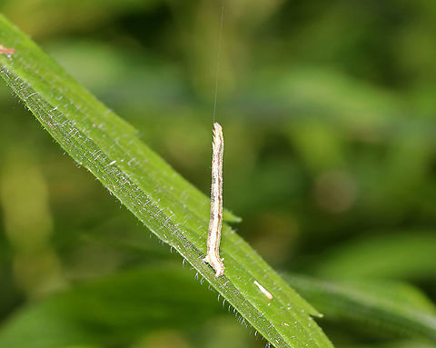 Common Tan Wave Caterpillar - Pleuroprucha insulsaria This cutie tried so hard to convince me that it was a twig.
Habitat: Rural garden
https://www.jungledragon.com/image/86098/caterpillar_-_family_geometridae_subfamily_ennominae.html Caterpillar,Common tan wave moth,Geotagged,Pleuroprucha insulsaria,Summer,United States