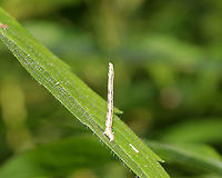 Common Tan Wave Caterpillar - Pleuroprucha insulsaria This cutie tried so hard to convince me that it was a twig.<br />
<br />
Habitat: Rural garden<br />
https://www.jungledragon.com/image/86098/caterpillar_-_family_geometridae_subfamily_ennominae.html Caterpillar,Common tan wave moth,Geotagged,Pleuroprucha insulsaria,Summer,United States