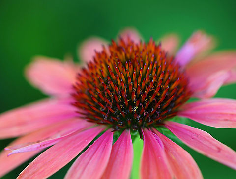 Tiny caterpillar - Family Geometridae Do you see it? There is a tiny, greenish caterpillar on the central disc of this flower. It was so tiny, but definitely appeared to be a geometrid. I didn't get a closer shot because I was afraid to squish it. It was so tiny!

Habitat: On Echinacea in a rural garden Geotagged,Summer,United States,caterpillar,geometridae
