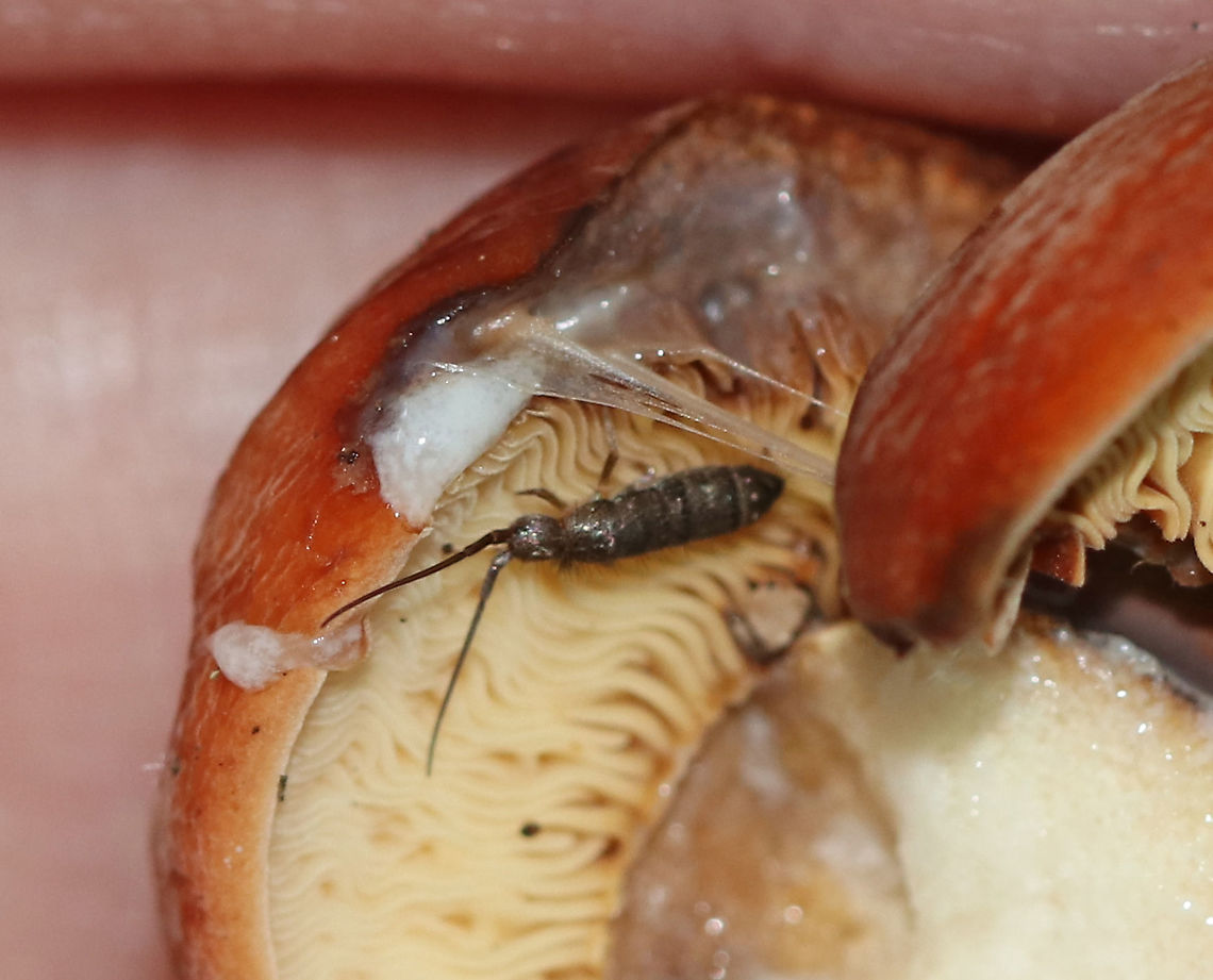 Slender Springtail - Class Collembola - Pogonognathellus dubius Habitat: On a Lactifluus mushroom in a mixed forest. Class Collembola,Collembola,Geotagged,Pogonognathellus,Pogonognathellus dubius,Springtail,Summer,United States,slender springtail,tomoceridae