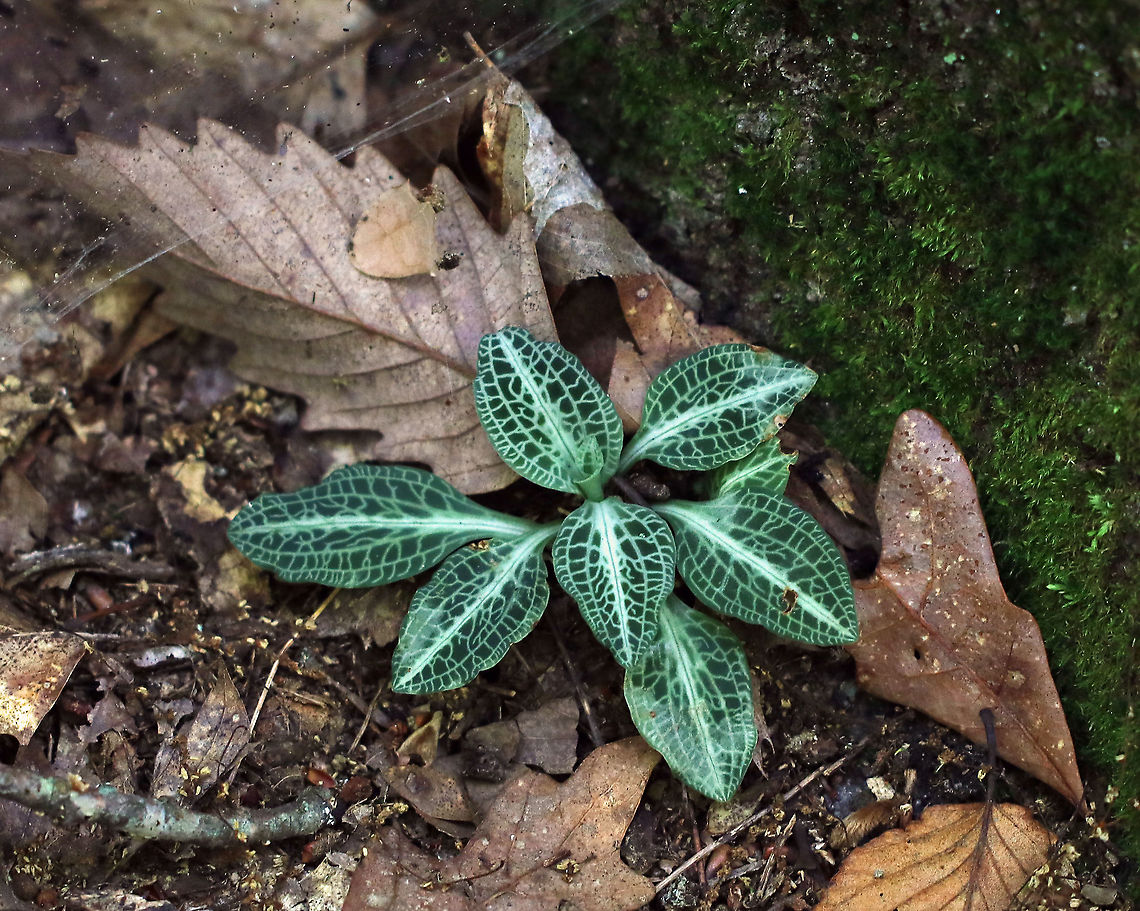 Downy Rattlesnake Plantain - Goodyera pubescens Green variegated leaves. it was approximately 12 cm in size.<br />
<br />
Habitat: Growing at the base of a hardwood in a deciduous forest. Downy rattlesnake plantain,Geotagged,Goodyera pubescens,Summer,United States