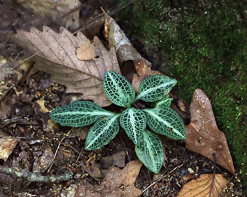 Downy Rattlesnake Plantain - Goodyera pubescens Green variegated leaves. it was approximately 12 cm in size.

Habitat: Growing at the base of a hardwood in a deciduous forest. Downy rattlesnake plantain,Geotagged,Goodyera pubescens,Summer,United States