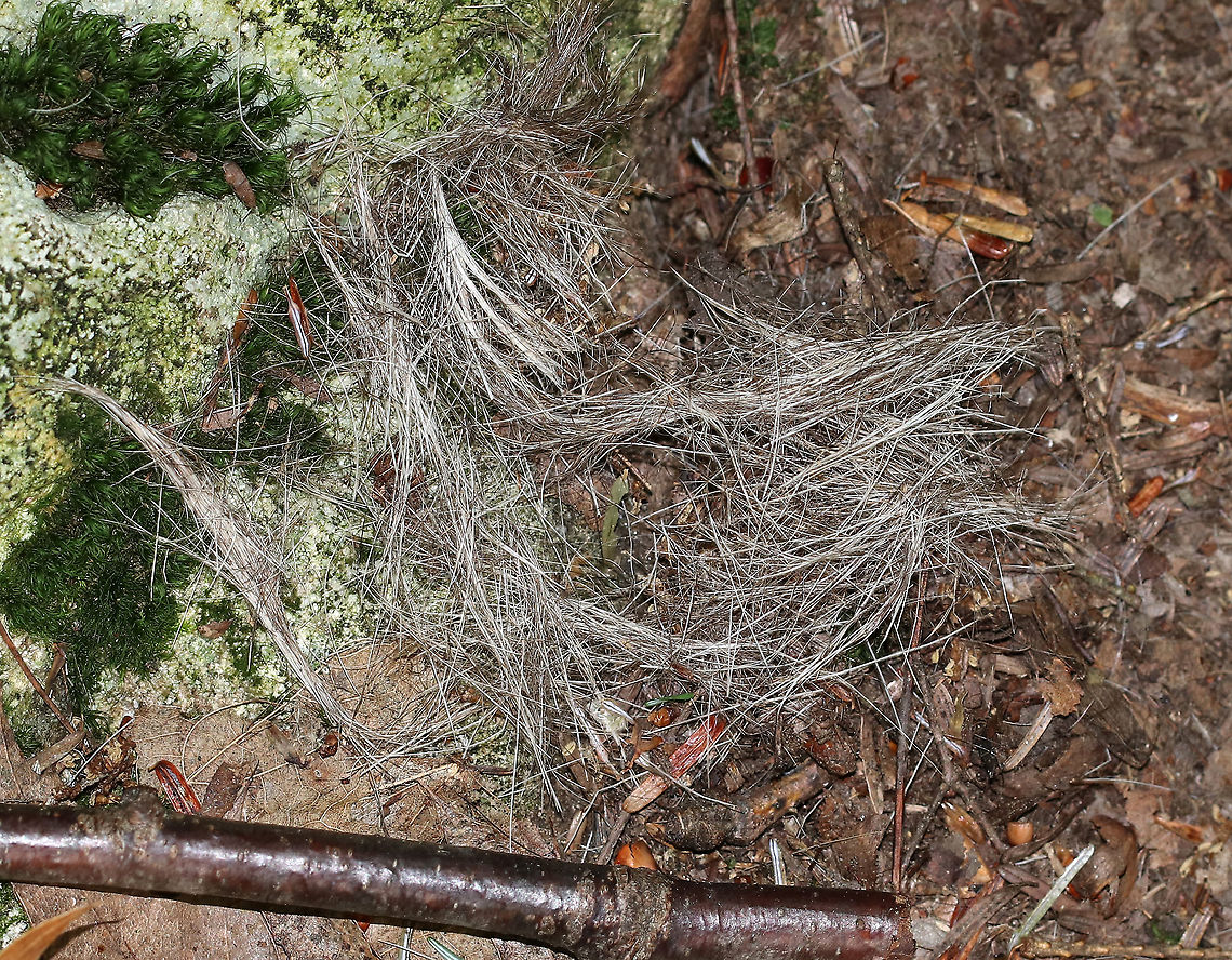 Coyote Fur I think this is coyote fur. I found it in clumps on the ground in a deciduous forest. I'm not sure what happened - maybe a fight, playing, grooming, something territorial?  Dens are usually abandoned in June/July, after which time the pups follow the parents around for a bit. Maybe one of the pups got eaten? Who knows, but it was an interesting find.<br />
<br />
Habitat: Mostly deciduous forest Canis,Canis fur,Canis latrans,Geotagged,Summer,United States,coyote fur,fur,hair,signs of wildlife