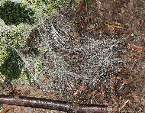 Coyote Fur I think this is coyote fur. I found it in clumps on the ground in a deciduous forest. I'm not sure what happened - maybe a fight, playing, grooming, something territorial?  Dens are usually abandoned in June/July, after which time the pups follow the parents around for a bit. Maybe one of the pups got eaten? Who knows, but it was an interesting find.
Habitat: Mostly deciduous forest Canis,Canis fur,Canis latrans,Geotagged,Summer,United States,coyote fur,fur,hair,signs of wildlife