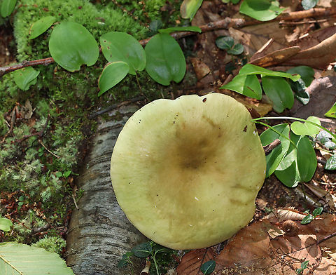 Variable Russula - Russula variata Faded greenish cap with a yellowish brown depression in the center. The cap was approximately 7 cm in size. White gills, flesh, and stem.

Habitat: Deciduous forest
https://www.jungledragon.com/image/86106/variable_russula_-_russula_variata.html
https://www.jungledragon.com/image/86105/variable_russula_-_russula_variata.html
 Geotagged,Russula,Russula variata,Summer,United States