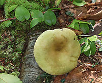 Variable Russula - Russula variata Faded greenish cap with a yellowish brown depression in the center. The cap was approximately 7 cm in size. White gills, flesh, and stem.<br />
<br />
Habitat: Deciduous forest<br />
https://www.jungledragon.com/image/86106/variable_russula_-_russula_variata.html<br />
https://www.jungledragon.com/image/86105/variable_russula_-_russula_variata.html<br />
 Geotagged,Russula,Russula variata,Summer,United States
