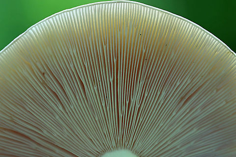 Variable Russula - Russula variata Faded greenish cap with a yellowish brown depression in the center. The cap was approximately 7 cm in size. White gills, flesh, and stem.

Habitat: Deciduous forest
https://www.jungledragon.com/image/86104/variable_russula_-_russula_variata.html
https://www.jungledragon.com/image/86106/variable_russula_-_russula_variata.html Geotagged,Russula variata,Summer,United States