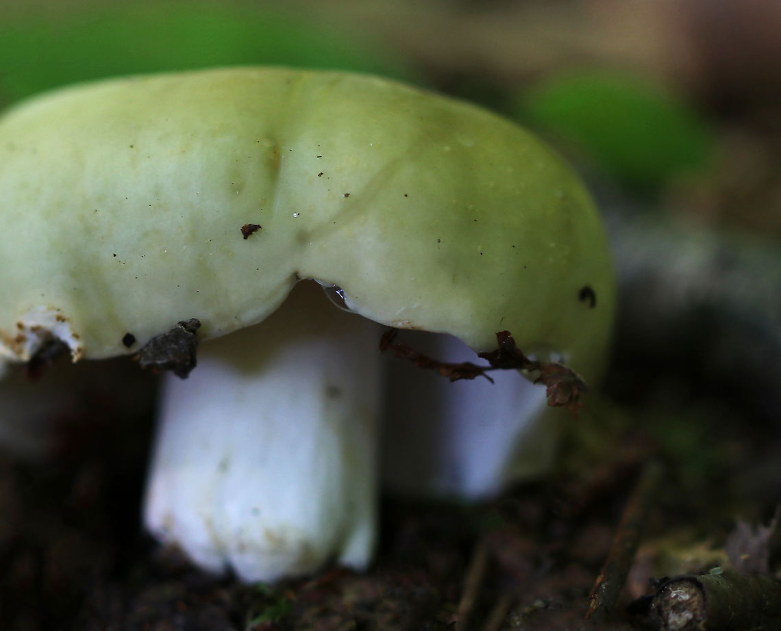 Variable Russula - Russula variata Faded greenish cap with a yellowish brown depression in the center. The cap was approximately 7 cm in size. White gills, flesh, and stem.<br />
<br />
Habitat: Deciduous forest<br />
<figure class="photo"><a href="https://www.jungledragon.com/image/86104/variable_russula_-_russula_variata.html" title="Variable Russula - Russula variata"><img src="https://s3.amazonaws.com/media.jungledragon.com/images/3232/86104_thumb.jpg?AWSAccessKeyId=05GMT0V3GWVNE7GGM1R2&Expires=1759968010&Signature=10q6kYMftPm7b%2FDwCPG%2BMQK%2B%2FPY%3D" width="200" height="164" alt="Variable Russula - Russula variata Faded greenish cap with a yellowish brown depression in the center. The cap was approximately 7 cm in size. White gills, flesh, and stem.<br />
<br />
Habitat: Deciduous forest<br />
https://www.jungledragon.com/image/86106/variable_russula_-_russula_variata.html<br />
https://www.jungledragon.com/image/86105/variable_russula_-_russula_variata.html<br />
 Geotagged,Russula,Russula variata,Summer,United States" /></a></figure><br />
<figure class="photo"><a href="https://www.jungledragon.com/image/86105/variable_russula_-_russula_variata.html" title="Variable Russula - Russula variata"><img src="https://s3.amazonaws.com/media.jungledragon.com/images/3232/86105_thumb.jpg?AWSAccessKeyId=05GMT0V3GWVNE7GGM1R2&Expires=1759968010&Signature=NNjVWsUM3LFDsaTWPMCIOTa6Sa0%3D" width="200" height="134" alt="Variable Russula - Russula variata Faded greenish cap with a yellowish brown depression in the center. The cap was approximately 7 cm in size. White gills, flesh, and stem.<br />
<br />
Habitat: Deciduous forest<br />
https://www.jungledragon.com/image/86104/variable_russula_-_russula_variata.html<br />
https://www.jungledragon.com/image/86106/variable_russula_-_russula_variata.html Geotagged,Russula variata,Summer,United States" /></a></figure> Geotagged,Russula variata,Summer,United States