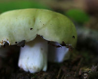 Variable Russula - Russula variata Faded greenish cap with a yellowish brown depression in the center. The cap was approximately 7 cm in size. White gills, flesh, and stem.<br />
<br />
Habitat: Deciduous forest<br />
https://www.jungledragon.com/image/86104/variable_russula_-_russula_variata.html<br />
https://www.jungledragon.com/image/86105/variable_russula_-_russula_variata.html Geotagged,Russula variata,Summer,United States