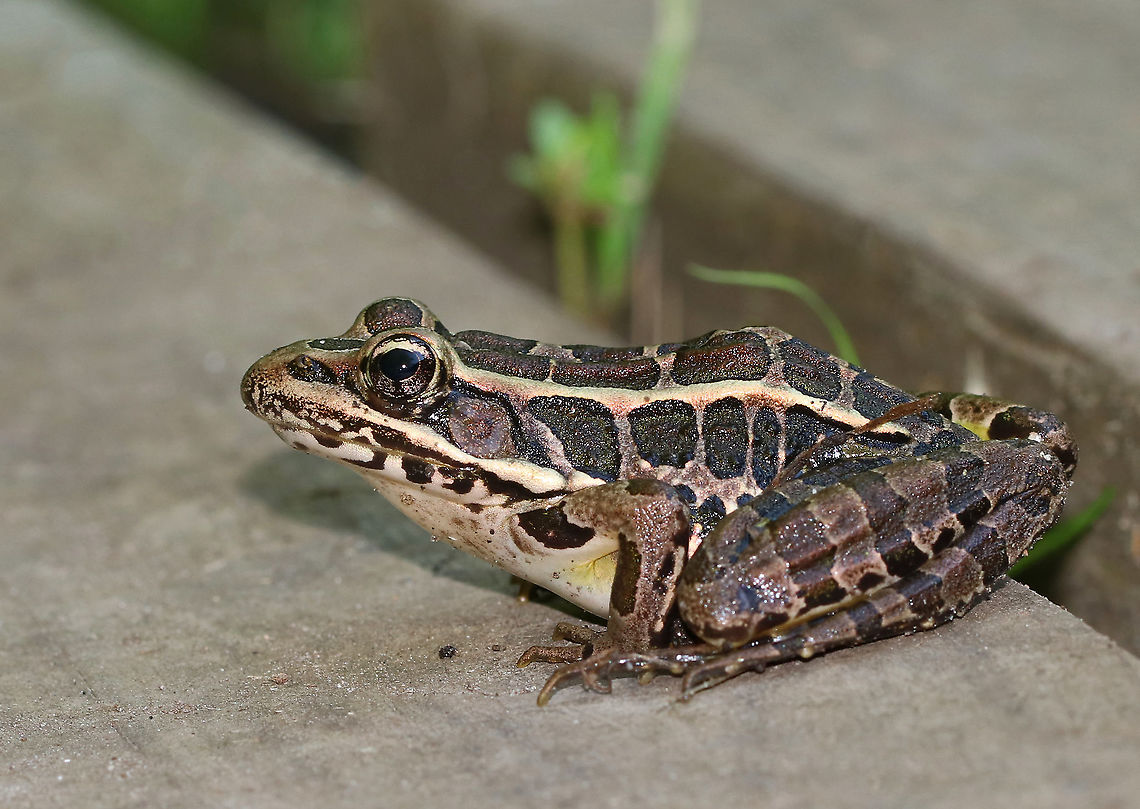Pickerel Frog - Lithobates palustris A smooth-skinned frog with green dorsal rectangular spots, which were arranged in two rows. <br />
<br />
Habitat: Hanging out on a bridge Geotagged,Lithobates palustris,Pickerel frog,Summer,United States
