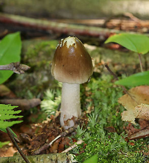 Mushroom - Amanita sp. 
Maybe Amanita Stirps Sororcula...I'm working on getting the ID confirmed.

Habitat: Deciduous forest Geotagged,Summer,United States,amanita,mushroom