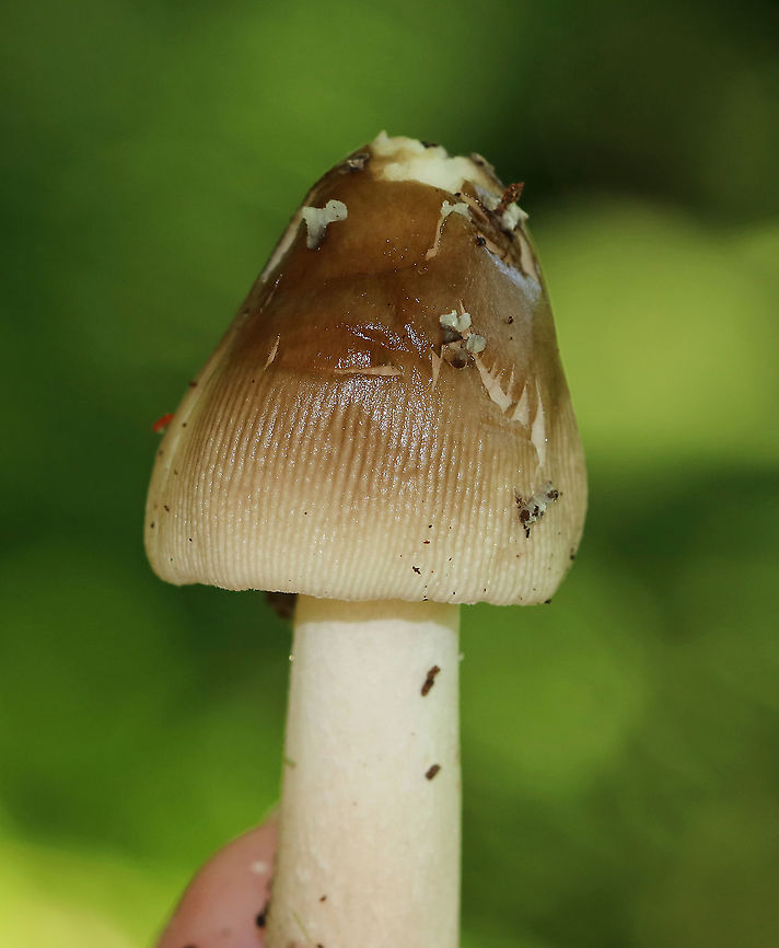 Mushroom - Amanita sp. Maybe Amanita Stirps Sororcula...I'm working on getting the ID confirmed.<br />
<br />
Habitat: Deciduous forest Geotagged,Summer,United States