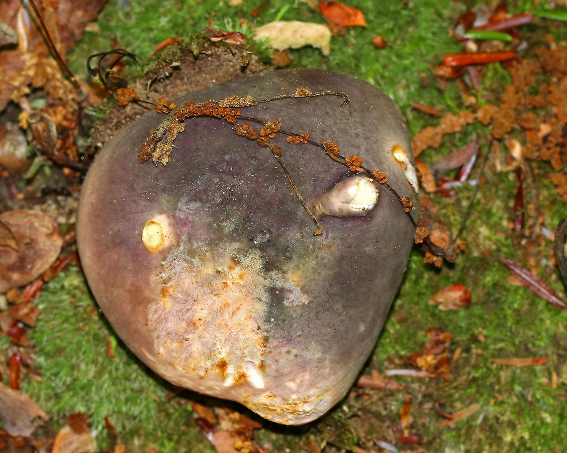 Mushroom - Russula sp. I think this is Russula variata, but am not sure.<br />
<br />
Habitat: Mixed forest - near oak and eastern hemlock Geotagged,Russula,Summer,United States,mushroom