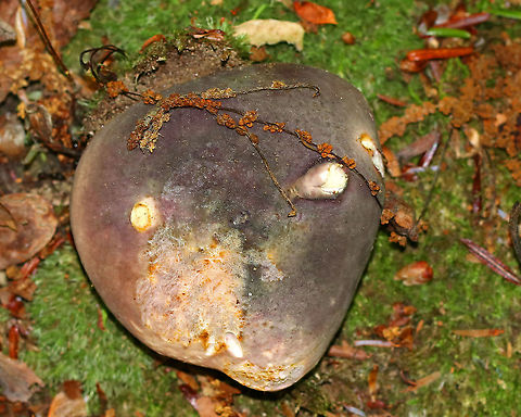 Mushroom - Russula sp. I think this is Russula variata, but am not sure.

Habitat: Mixed forest - near oak and eastern hemlock Geotagged,Russula,Summer,United States,mushroom