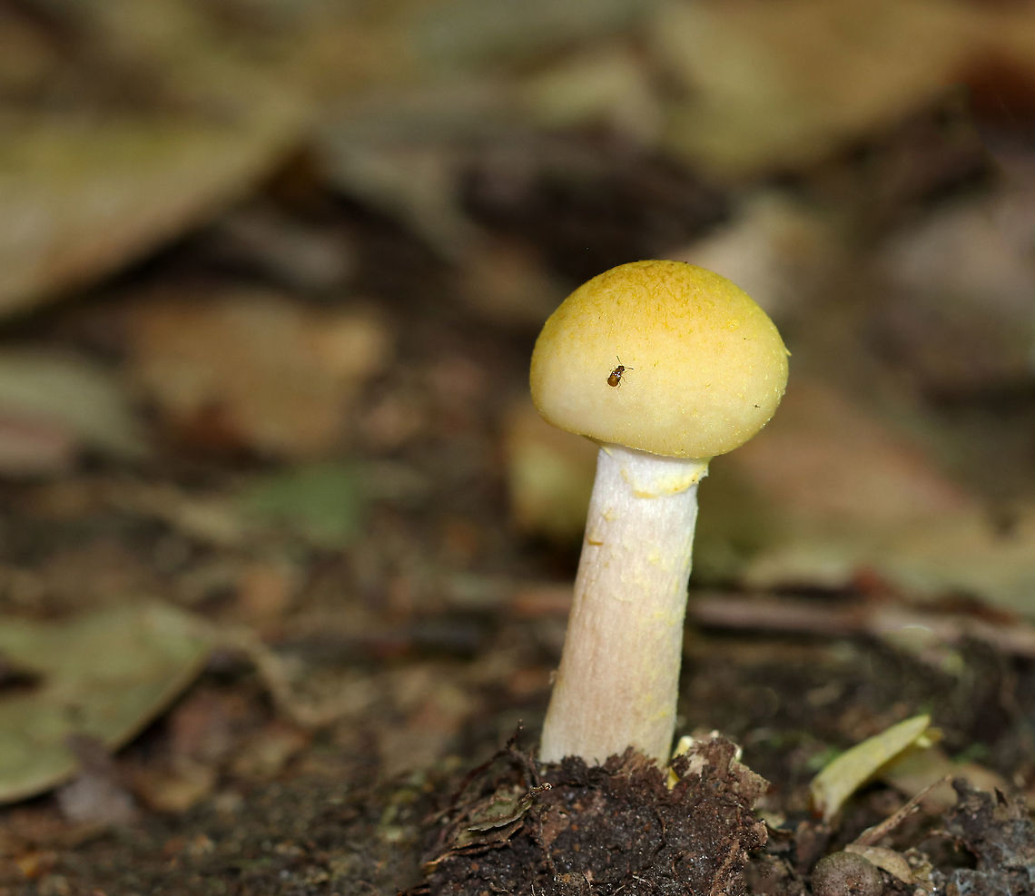 Mushroom - Armillaria sp.? Habitat: Growing on the ground in a deciduous forest<br />
<br />
<figure class="photo"><a href="https://www.jungledragon.com/image/86159/mushroom_-_armillaria_sp.html" title="Mushroom - Armillaria sp.?"><img src="https://s3.amazonaws.com/media.jungledragon.com/images/3232/86159_thumb.jpg?AWSAccessKeyId=05GMT0V3GWVNE7GGM1R2&Expires=1770854410&Signature=7iQr4oZ6%2BlgtPDyCdiVN5o%2B2SVE%3D" width="200" height="156" alt="Mushroom - Armillaria sp.? Habitat: Growing on the ground in a deciduous forest<br />
<br />
https://www.jungledragon.com/image/86157/mushroom_-_armillaria_sp.html Geotagged,Summer,United States" /></a></figure> Geotagged,Summer,United States,mushroom