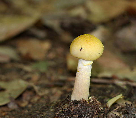Mushroom - Armillaria sp.? Habitat: Growing on the ground in a deciduous forest

https://www.jungledragon.com/image/86159/mushroom_-_armillaria_sp.html Geotagged,Summer,United States,mushroom