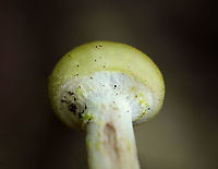 Mushroom - Armillaria sp.? Habitat: Growing on the ground in a deciduous forest<br />
<br />
https://www.jungledragon.com/image/86157/mushroom_-_armillaria_sp.html Geotagged,Summer,United States