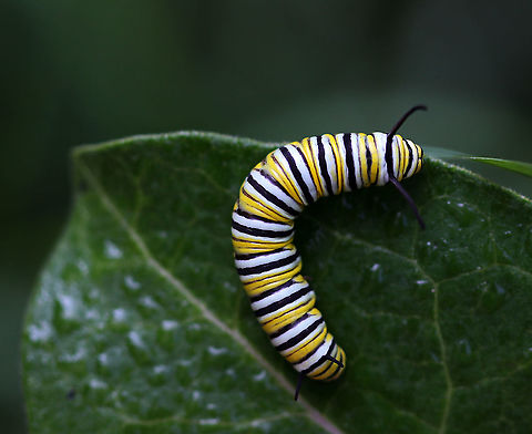 Monarch Caterpillar - Danaus plexippus Monarch larva with a complex banding pattern of white, yellow, and black stripes. 
Habitat: Milkweed  Danaus,Danaus plexippus,Geotagged,Monarch,Monarch butterfly,Monarch caterpillar,Summer,United States,caterpillar