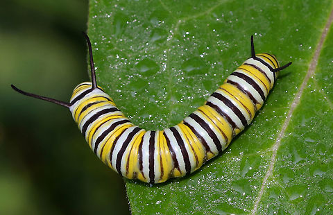 Monarch Caterpillar - Danaus plexippus Monarch larva with a complex banding pattern of white, yellow, and black stripes.

Habitat: Milkweed Caterpillar,Danaus plexippus,Geotagged,Monarch butterfly,Summer,United States